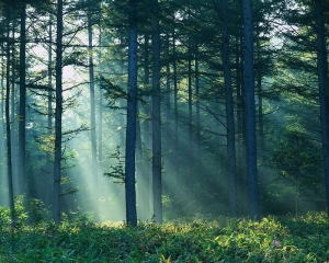 Sunlight Shining Through Forest Nagano-ken, Japan